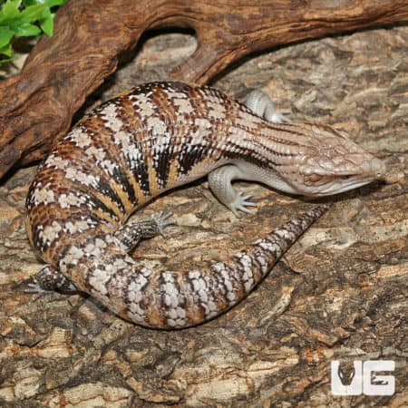 Northern Blue Tongue Skinks (T. scincoides intermedia) for sale