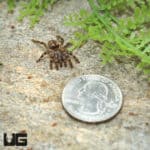 Sunda Tree Trapdoor Spider (Sason Sondiocun) For Sale - Underground Reptiles