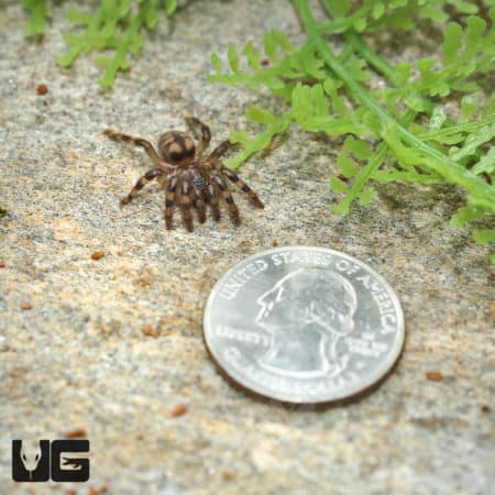 Sunda Tree Trapdoor Spider (Sason Sondiocun) For Sale - Underground Reptiles