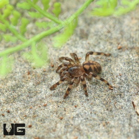 Sunda Tree Trapdoor Spider (Sason Sondiocun) For Sale - Underground Reptiles