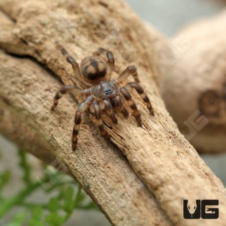 Sunda Tree Trapdoor Spider (Sason Sondiocun) For Sale - Underground Reptiles