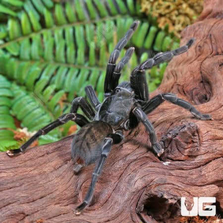 Thai Black Tarantulas (cyriopagopus minax) For Sale - Underground Reptiles