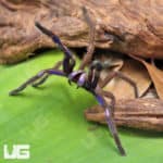 Vietnam Electric Blue Earth Tiger Tarantula (Chilobrachys sp) For Sale - Underground Reptiles