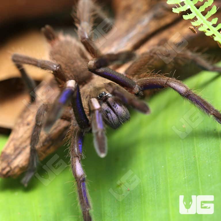 Vietnam Electric Blue Earth Tiger Tarantula (Chilobrachys sp) For Sale ...