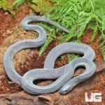 West African File Snake (Mehelya crossi) for sale