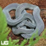 West African File Snake (Mehelya crossi) for sale