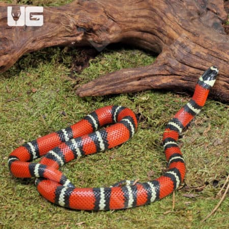 Yearling Stuart’s Milksnakes (Lampropeltis triangulum stuarti) For Sale - Underground Reptiles