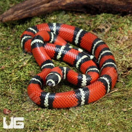 Yearling Stuart’s Milksnakes (Lampropeltis triangulum stuarti) For Sale - Underground Reptiles