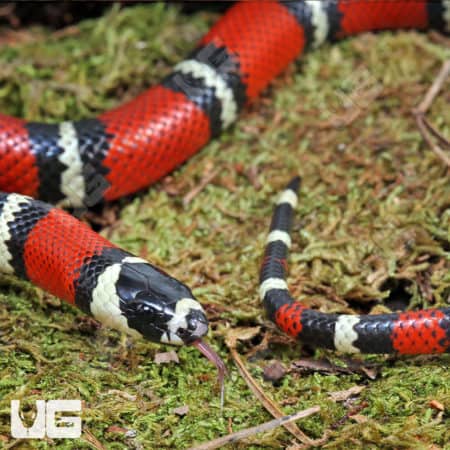 Yearling Stuart’s Milksnakes (Lampropeltis triangulum stuarti) For Sale - Underground Reptiles