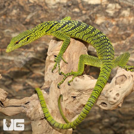 Yellow Tree Monitor (Varanus reisingeri) For Sale - Underground Reptiles