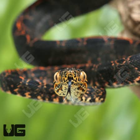 Baby Halloween Phase Amazon Tree Boas (Corallus hortulanus) For Sale - Underground Reptiles