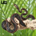 Baby Halloween Phase Amazon Tree Boas (Corallus hortulanus) For Sale - Underground Reptiles