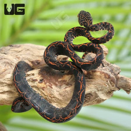 Baby Halloween Phase Amazon Tree Boas (Corallus hortulanus) For Sale - Underground Reptiles