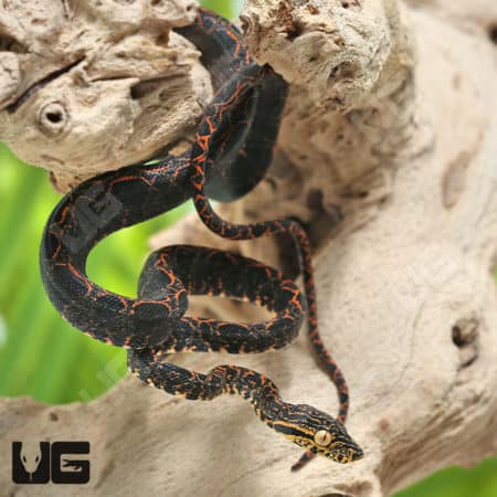 Baby Halloween Phase Amazon Tree Boas (Corallus hortulanus) For Sale - Underground Reptiles