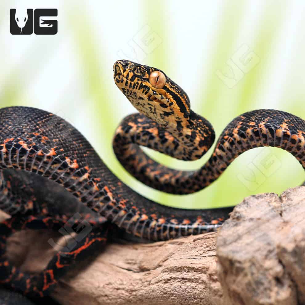 Baby Halloween Phase Amazon Tree Boas For Sale Underground Reptiles