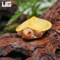 Split Scute Baby Snow Red Ear Slider Turtles (Trachemys scripta elegans) For Sale - Underground Reptiles