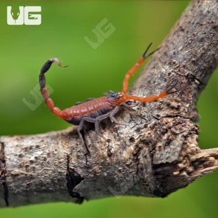 Cuban Blue Scorpions (rhopalurus junceus) For Sale - Underground Reptiles