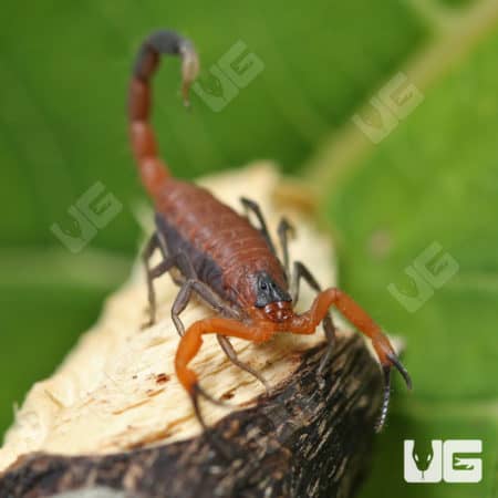Cuban Blue Scorpions (rhopalurus junceus) For Sale - Underground Reptiles