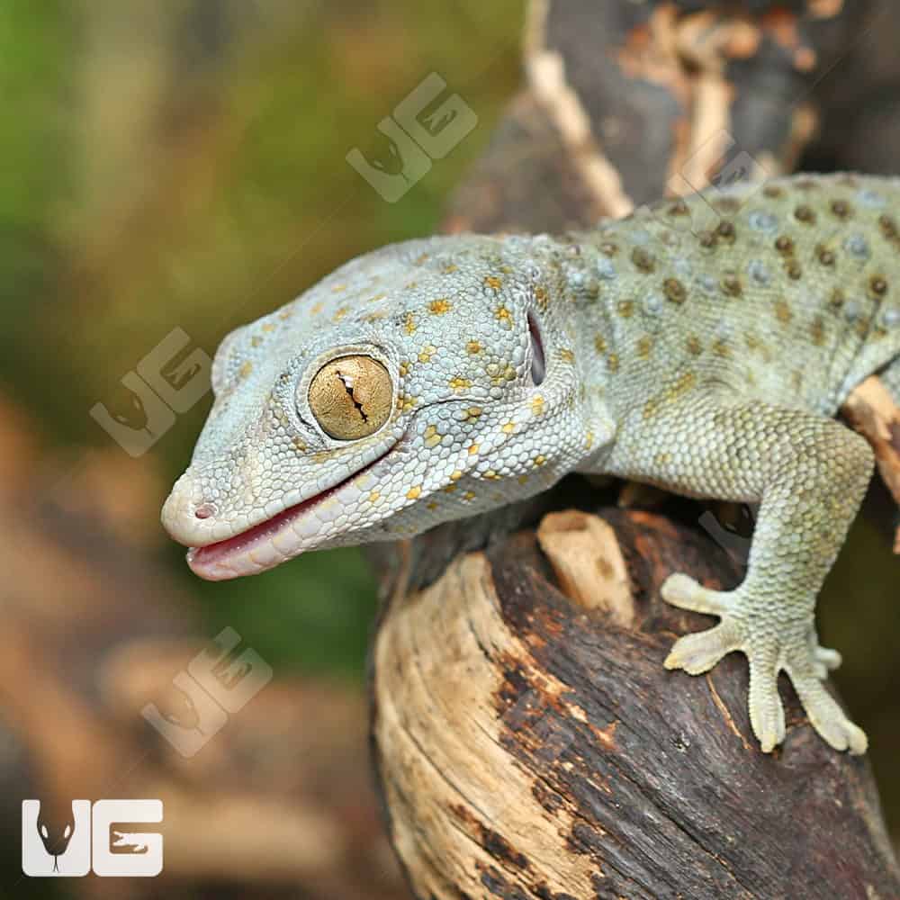 Tokay Geckos (Gekko gecko) For Sale - Underground Reptiles