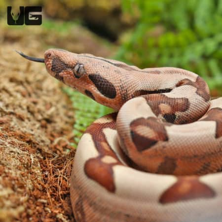 Baby Male Hypo Pos. Jungle Redtail Boa (Boa constrictor imperator) For Sale - Underground Reptiles