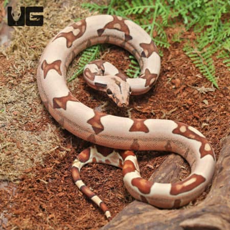 Baby Male Hypo Pos. Jungle Redtail Boa (Boa constrictor imperator) For Sale - Underground Reptiles