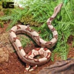 Baby Male Hypo Pos. Jungle Redtail Boa (Boa constrictor imperator) For Sale - Underground Reptiles