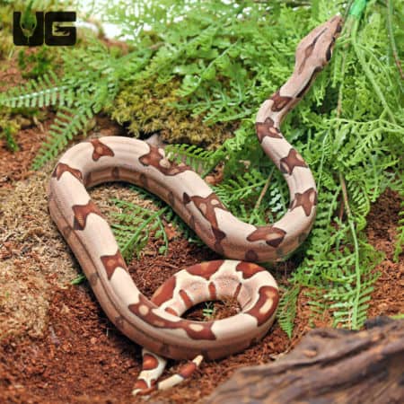 Baby Male Hypo Pos. Jungle Redtail Boa (Boa constrictor imperator) For Sale - Underground Reptiles