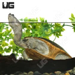 C.B. Adult Indonesian Snake Neck Turtle