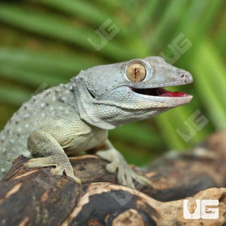 Tokay Geckos (Gekko gecko) for sale