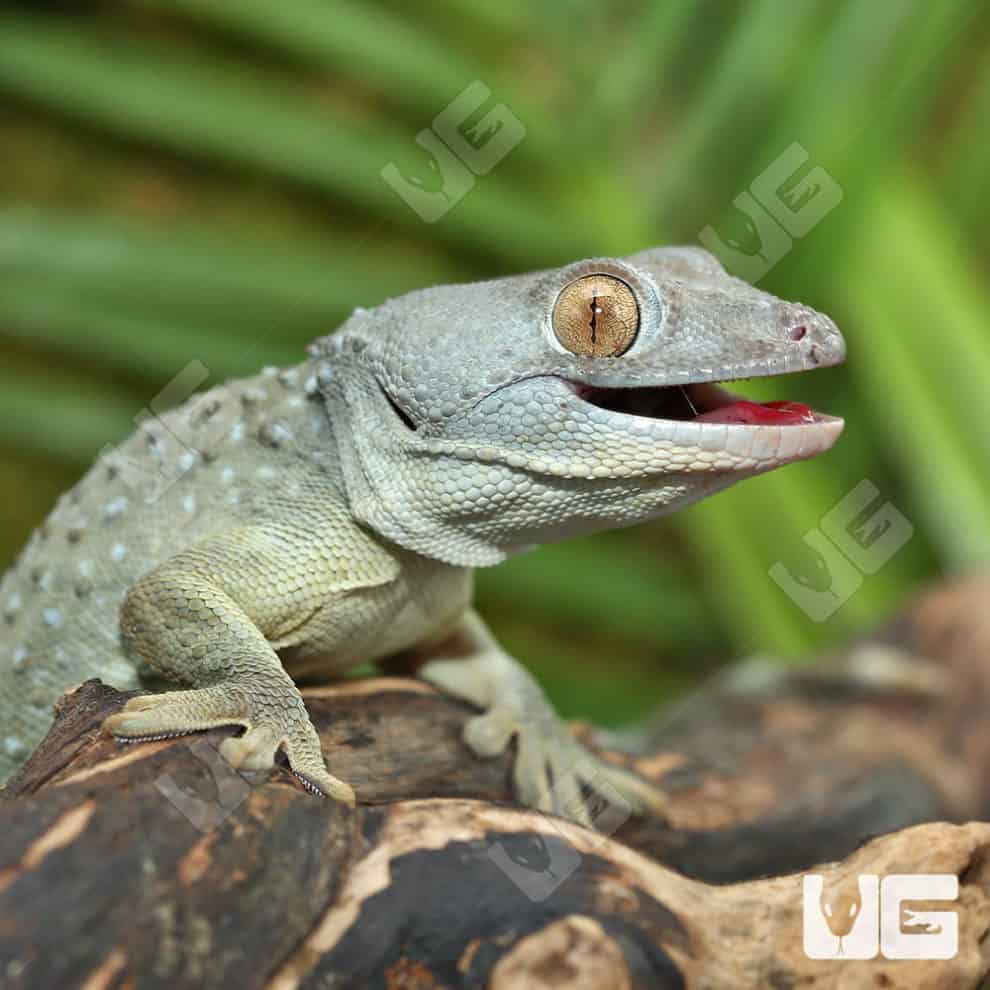 Patternless Green Tokay Gecko Pairs For Sale Underground Reptiles