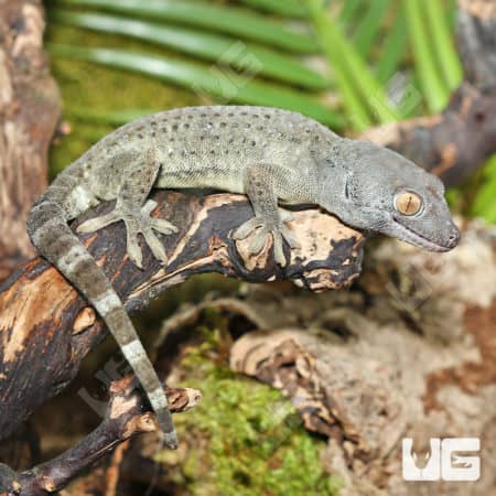 Tokay Geckos (Gekko gecko) for sale