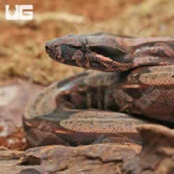 Yearling Guyana Redtail Boa (Boa c. constrictor) For Sale - Underground Reptiles
