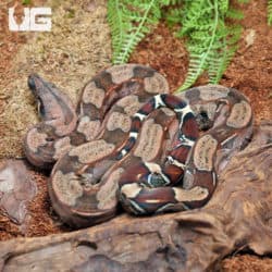 Yearling Guyana Redtail Boa (Boa c. constrictor) For Sale - Underground Reptiles