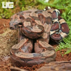 Yearling Guyana Redtail Boa (Boa c. constrictor) For Sale - Underground Reptiles