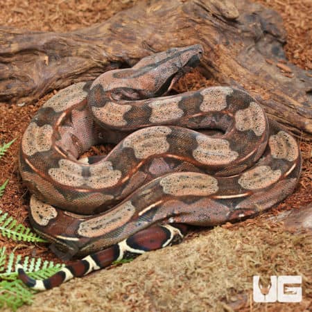 Yearling Guyana Redtail Boa (Boa c. constrictor) For Sale - Underground Reptiles