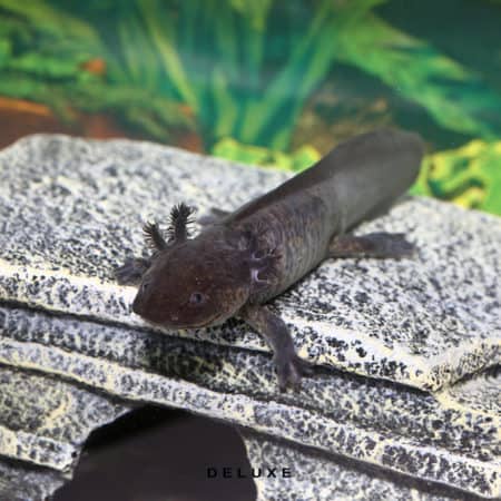 Close-up of a salamander resting on a rock at Underground Reptiles.