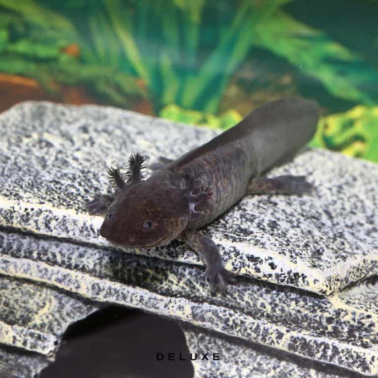 COMPLETE Axolotl Setup Underground Reptiles