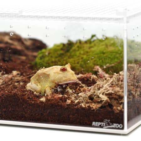 Frog in a glass terrarium with soil and moss, suitable for reptile and amphibian habitats.