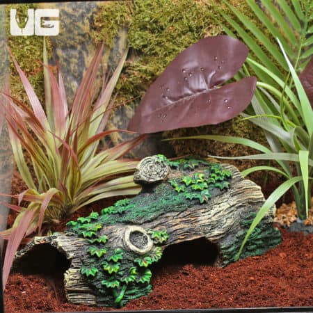 Exotic reptile enclosure featuring lush plants, a decorative log, and vibrant foliage for a naturali.