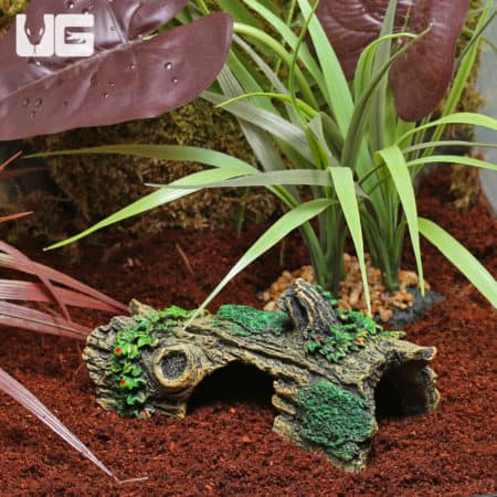 Reptile enclosure featuring lush plants and a natural hideout for small reptiles.