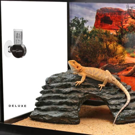 Bearded dragon basking on a rock in a desert-themed terrarium setup.