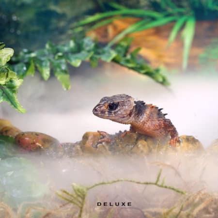 Lizard in terrarium with plants and rocks, showcasing reptile habitat and enclosure setup.