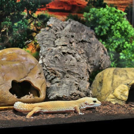 Crested Gecko on substrate with rocks and plants in a terrarium.