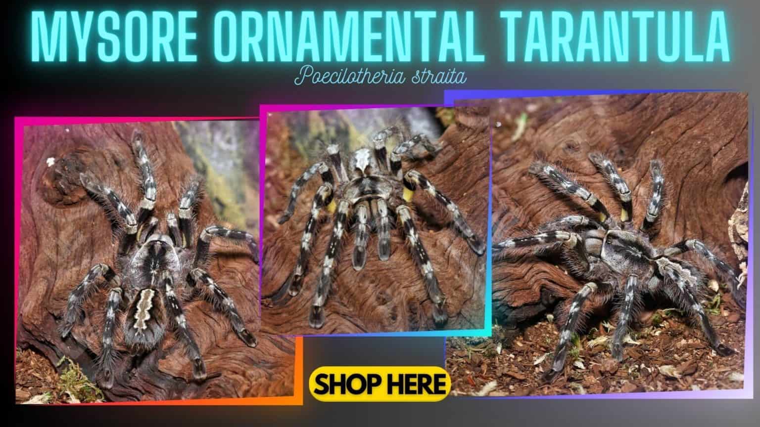 Underground Reptiles Exotic Reptiles, Amphibians, Lizards and Mammals