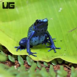Adult Blue Azureus Tinctorius Dart Frogs (Dendrobates tinctorious) For Sale - Underground Reptiles