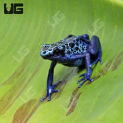 Adult Blue Azureus Tinctorius Dart Frogs (Dendrobates tinctorious) For Sale - Underground Reptiles