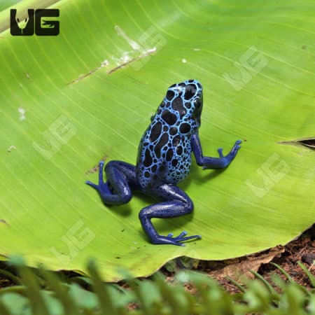 Adult Blue Azureus Tinctorius Dart Frogs (Dendrobates tinctorious) For Sale - Underground Reptiles