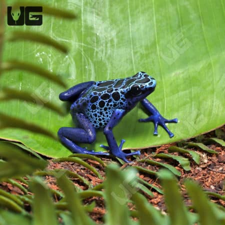 Adult Blue Azureus Tinctorius Dart Frogs (Dendrobates tinctorious) For Sale - Underground Reptiles