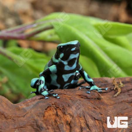 Adult Green And Black Auratus Dart Frogs (Dendrobates auratus) For Sale - Underground Reptiles