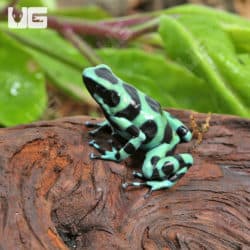 Adult Green And Black Auratus Dart Frogs (Dendrobates auratus) For Sale - Underground Reptiles
